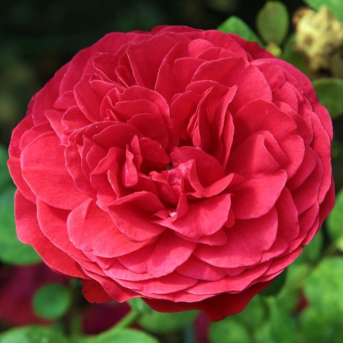 Rosen Online Gärtnerei - floribunda-grandiflora rosen  - rot - Rosa Pompadour Red™ - diskret duftend - De Ruiter Innovations BV. - Beetrose mit diskretem Duft und gefüllten Blüten.